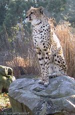 Gepard (4 von 41).jpg